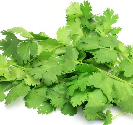 Coriander Oil - Certified Organic  3